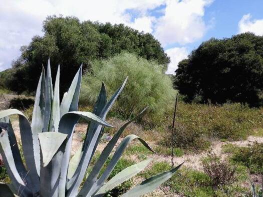 Grundstück zum Kauf 99.900 € 1.000 m² Grundstück Vejer de la Frontera 11159