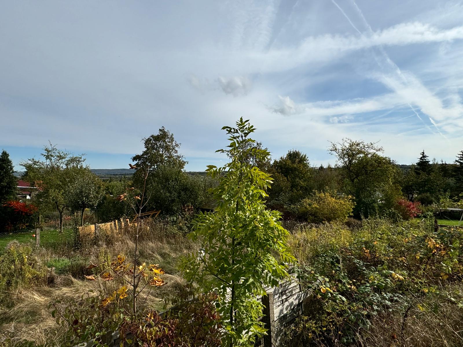 Grundstück zum Kauf provisionsfrei 1.400 m²<br/>Grundstück Sangerhausen Sangerhausen 06526