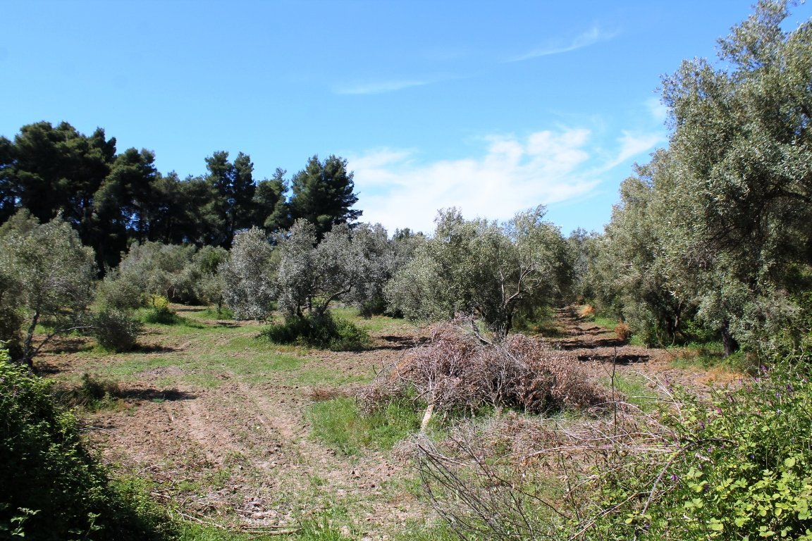 Land-/Forstwirtschaft zum Kauf 500.000 € 10.181 m²<br/>Grundstück Chalkidiki