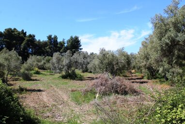 Land-/Forstwirtschaft zum Kauf 500.000 € 10.181 m² Grundstück Chalkidiki