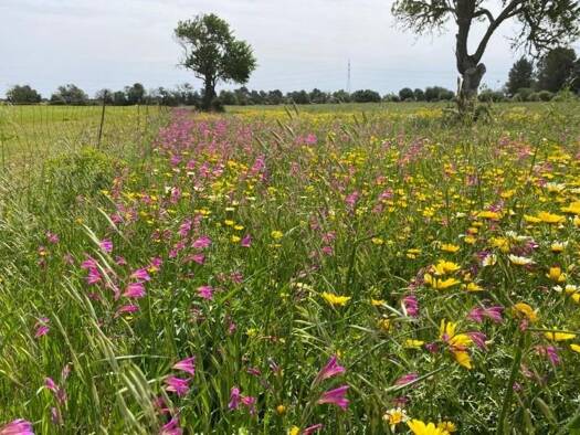 Grundstück zum Kauf 895.000 € 17.900 m² Grundstück Llucmajor 07620