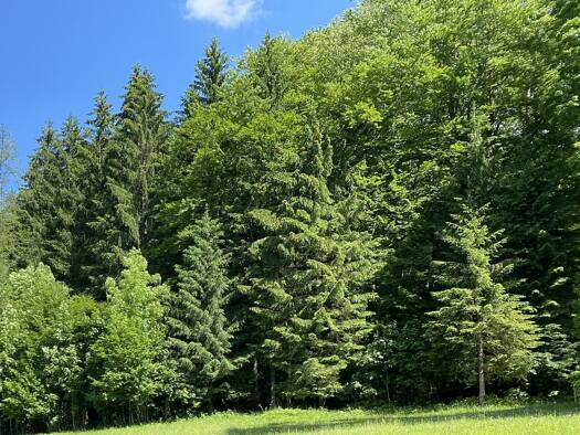 Land-/Forstwirtschaft zum Kauf 56.190 m² Grundstück Loipl Bischofswiesen 83483