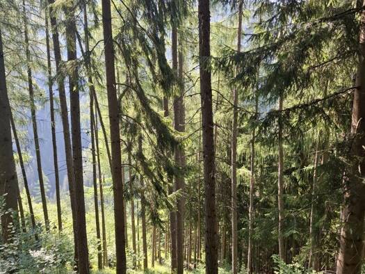 Forstwirtschaft zum Kauf 132.594 m² Grundstück Breitenau am Hochlantsch 8614
