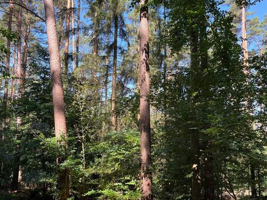 Forstwirtschaft zum Kauf 292.000 € 104.079 m² Grundstück Oberwinterbach Vestenbergsgreuth 91487