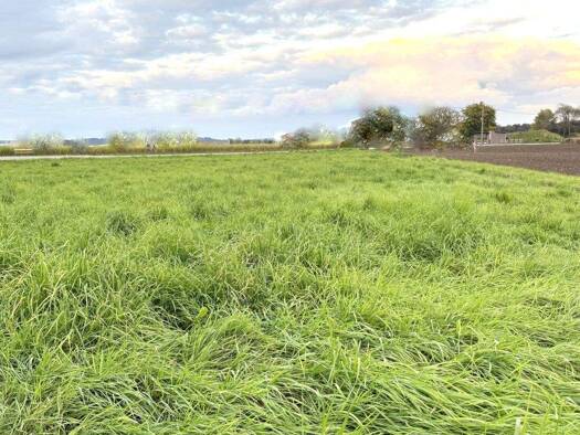 Grundstück zum Kauf 45.000 € 650 m² Grundstück Arnfels 8454