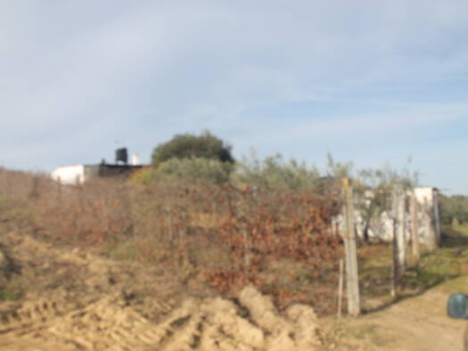 Bauernhaus zum Kauf provisionsfrei 107.000 € 5 Zimmer 120 m² 6.000 m² Grundstück Hinojos 21740