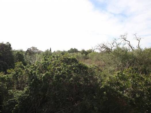 Haus zum Kauf 37.000 € 3 Zimmer 9.756 m² Grundstück Felanitx