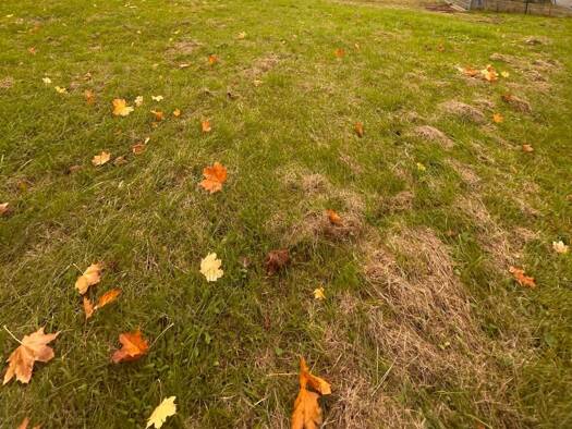 Grundstück zum Kauf provisionsfrei 288.000 € 1.307 m² Grundstück Bad König 64732