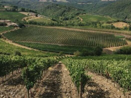 Weingut zum Kauf 600 m² 160.000 m² Grundstück Montalcino 