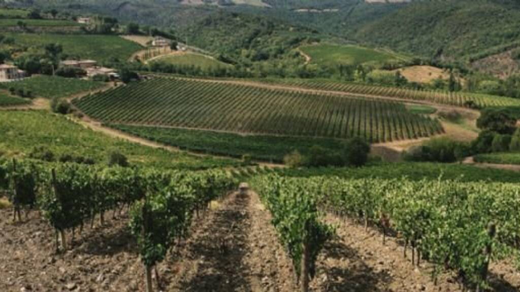 Weingut zum Kauf 600 m² 160.000 m² Grundstück Montalcino