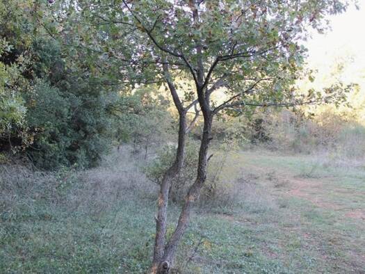 Grundstück zum Kauf 110.000 € 2.000 m² Grundstück Bar-Vidikovac 85000