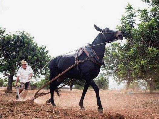 Grundstück zum Kauf 800.000 € 22.000 m² Grundstück Sant Antoni de Portmani 07816