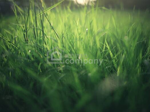 Grundstück zum Kauf 215.000 € 2.444 m² Grundstück Ringelsdorf 2272