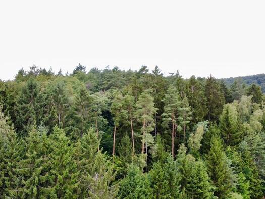 Land-/Forstwirtschaft zum Kauf 75.000 € 15.037 m² Grundstück Berching Berching 92334