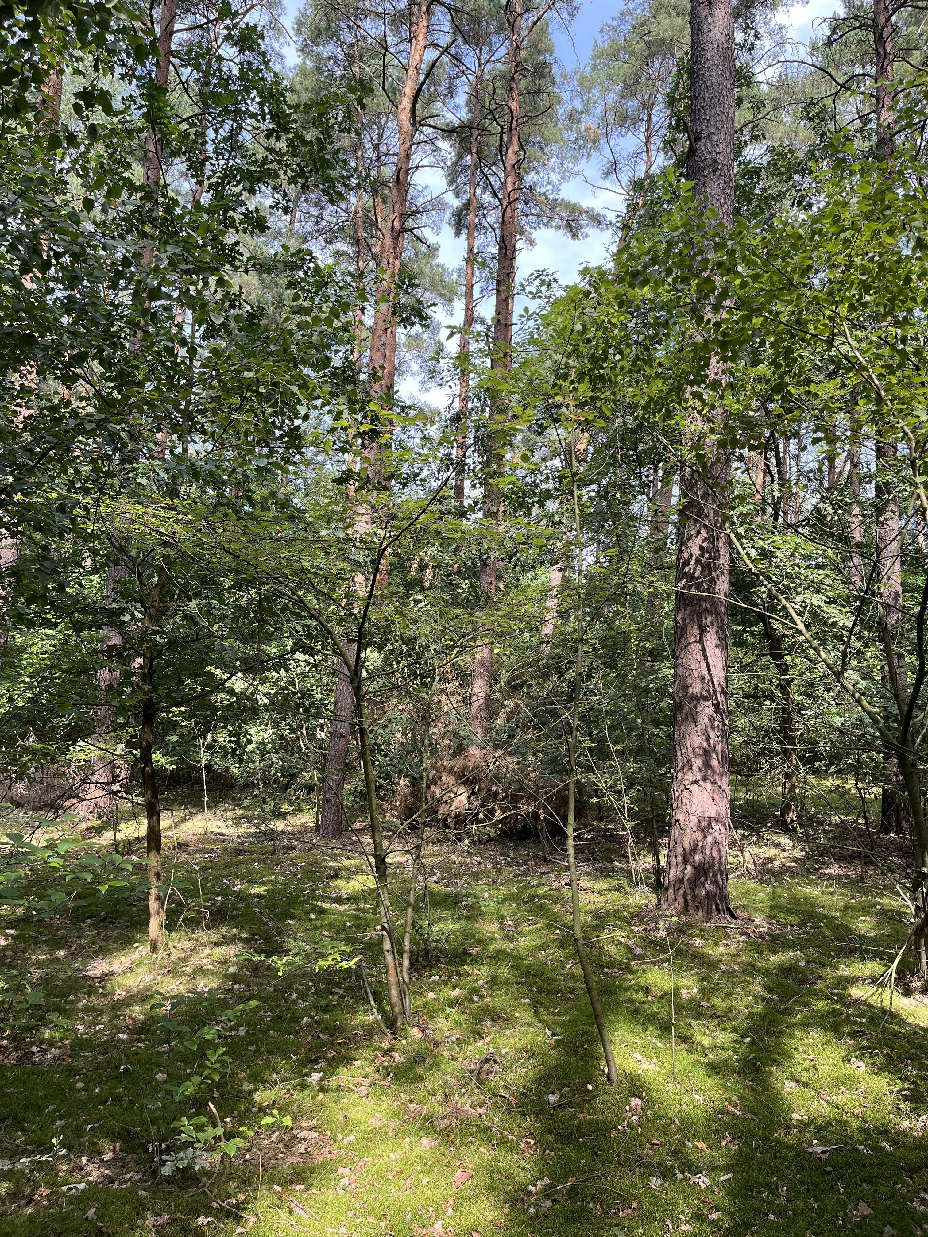 Land-/Forstwirtschaft zum Kauf 2.000 € 2.500 m²<br/>Grundstück Zwischen Basdorfer Straße und Uferstraße o. Nr. Stolzenhagen Wandlitz 16348