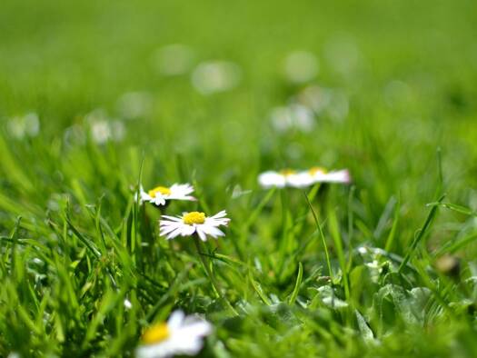 Grundstück zum Kauf 800 m² Grundstück Vöcklabruck 4840