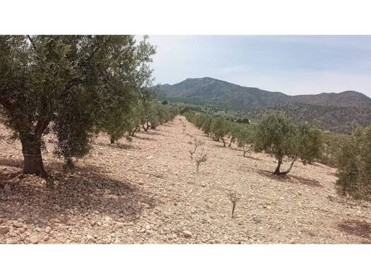 Acker-/Waldstück zum Kauf 67.999 € Salinas 03638