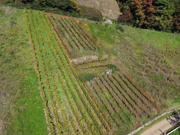 Land-/Forstwirtschaft zum Kauf 6.640 € 664 m² Grundstück Flurstück: 585 Waldkirch Waldkirch / Buchholz 79183