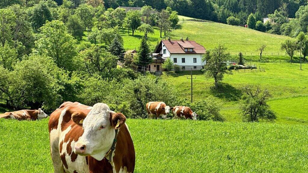 Einfamilienhaus zum Kauf 287.000 € 152 m² 3.102 m² Grundstück Granitztal-St. Paul 9470