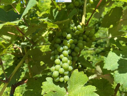 Weingut zum Kauf 105.000 € 17.791 m² Grundstück Straß im Straßertale 3491