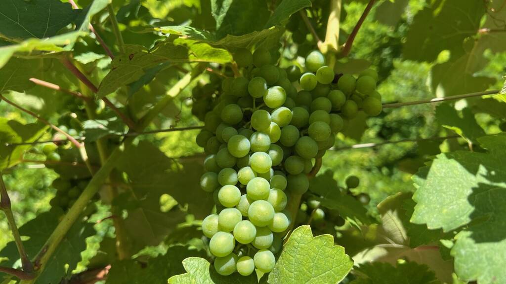 Weingut zum Kauf 105.000 € 17.791 m² Grundstück Straß im Straßertale 3491