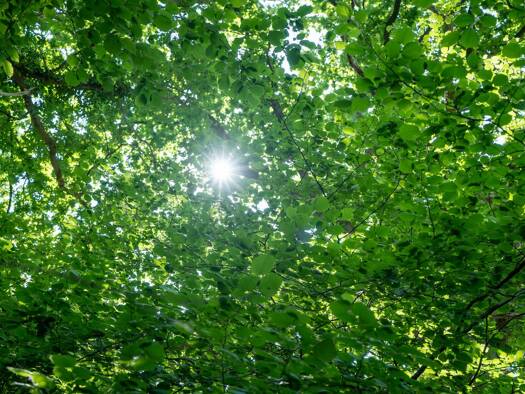 Grundstück zum Kauf 2.950.000 € 2.000 m² Grundstück Blankenese Hamburg 22587