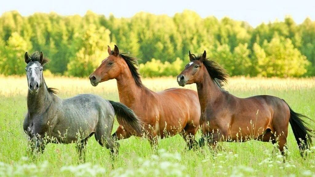 Bauernhof zum Kauf 2.500.000 € 730 m² 300.000 m² Grundstück Langenbach Bad Marienberg (Westerwald) 56470