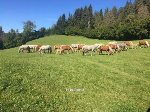 Land-/Forstwirtschaft zum Kauf 31.775 m² Grundstück Sankt Georgen ob Judenburg 8756