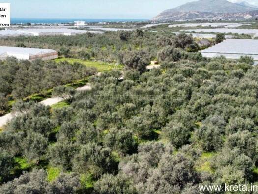 Land-/Forstwirtschaft zum Kauf 40.000 € 4.000 m² Grundstück Timbaki 702 00