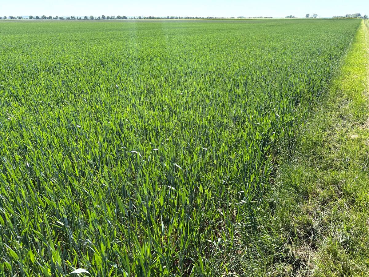 Landwirtschaftliche Fläche zum Kauf - Ansicht 2