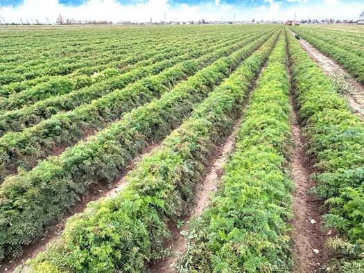 Land-/Forstwirtschaft zum Kauf provisionsfrei 261.148 m² 261.148 m² Grundstück Friesheim Erftstadt 50374