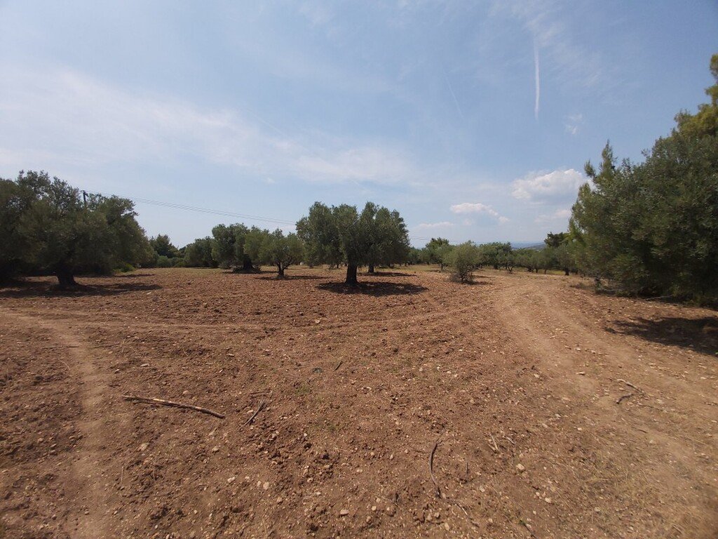 Land-/Forstwirtschaft zum Kauf 450.000 € 8.000 m²<br/>Grundstück Chalkidiki