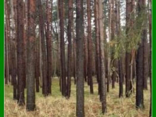 Land-/Forstwirtschaft zum Kauf 34.000 € 34.733 m² Grundstück Wolfswinkel Storkow 15859