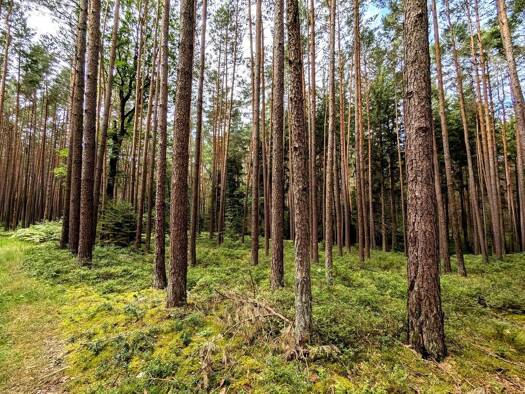 Forstwirtschaft zum Kauf 142.800 € 35.950 m² Sportplatz 2 Forth Eckental 90542