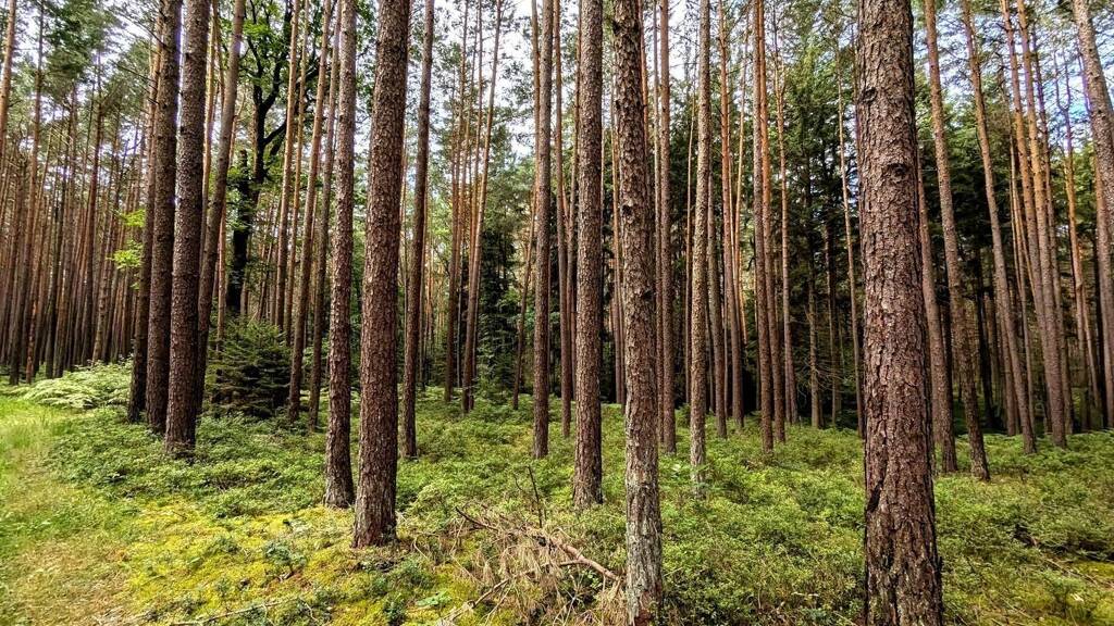 Forstwirtschaft zum Kauf 142.800 € 35.950 m² Sportplatz 2 Forth Eckental 90542