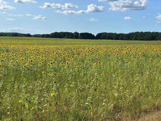 Landwirtschaftliche Fläche zum Kauf 4.500.000 € Prenzlau Prenzlau 17291