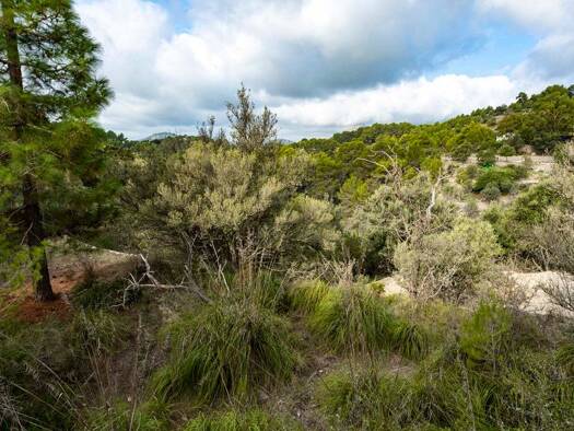 Grundstück zum Kauf 215.000 € 795 m² Grundstück Puigpunyent 07194