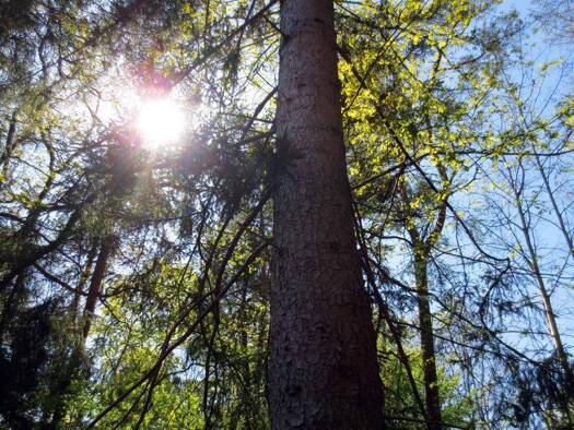 Grundstück zum Kauf 849.000 € 2.176 m² Grundstück Eißendorf Hamburg 21077