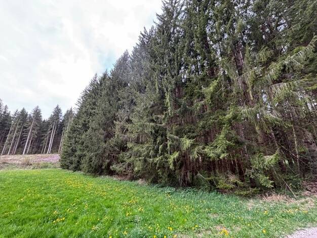 Grundstück zum Kauf 7.530 € 1.506 m² Grundstück Mauenheim Immendingen 78194