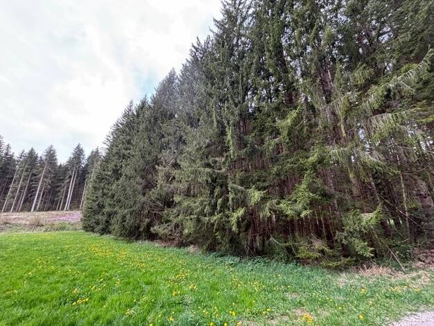 Grundstück zum Kauf 7.530 € 1.506 m² Grundstück Mauenheim Immendingen 78194