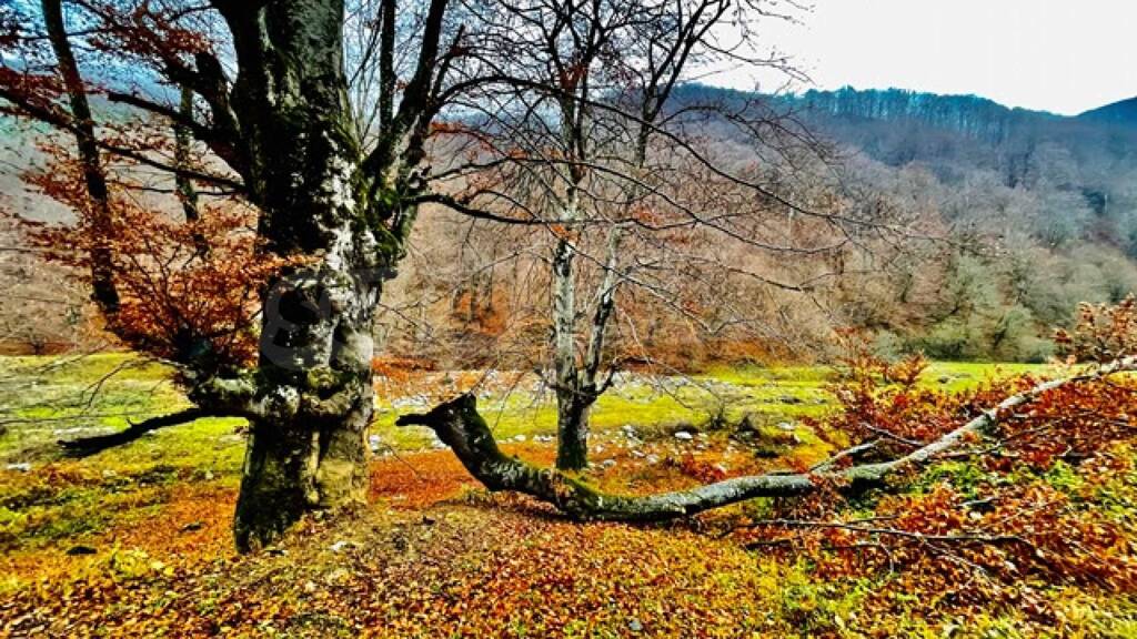 Landwirtschaftliche Fläche zum Kauf 180.000 € Ribaritsa