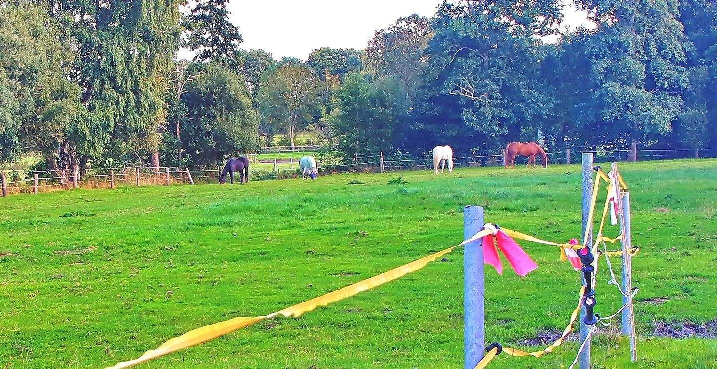 Immobilie in Schalkholz - Bezugsfreier Resthof  in 25782 Schalkholz,Nähe Heide,Nordsee - Bild 2