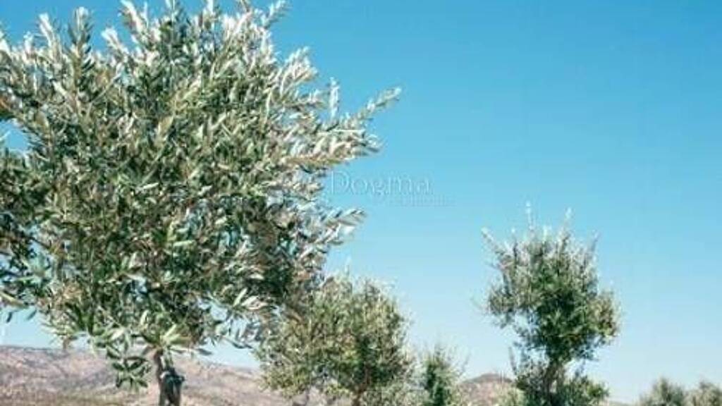 Land-/Forstwirtschaft zum Kauf 546.940 € Pucisca