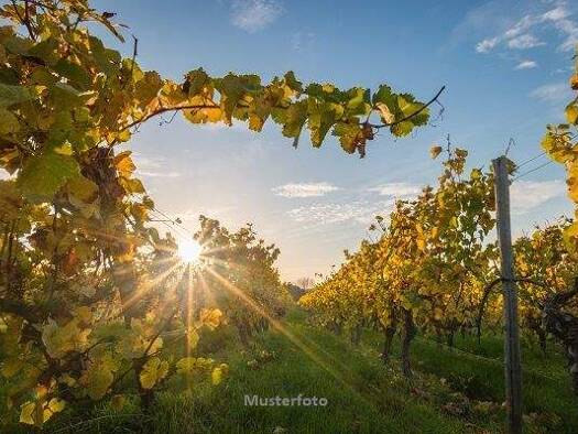 Produktionshalle zum Kauf als Kapitalanlage geeignet 5.240.000 € 5.819 m² Grundstück Obere Hauptstraße Gols 7122