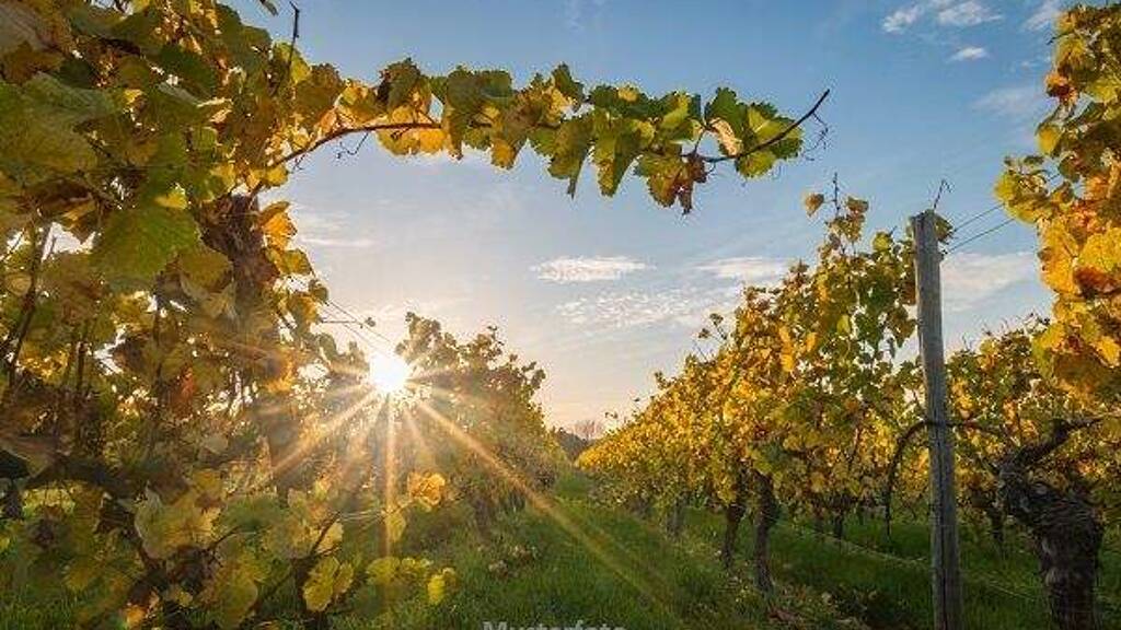 Produktionshalle zum Kauf als Kapitalanlage geeignet 5.240.000 € 5.819 m² Grundstück Obere Hauptstraße Gols 7122