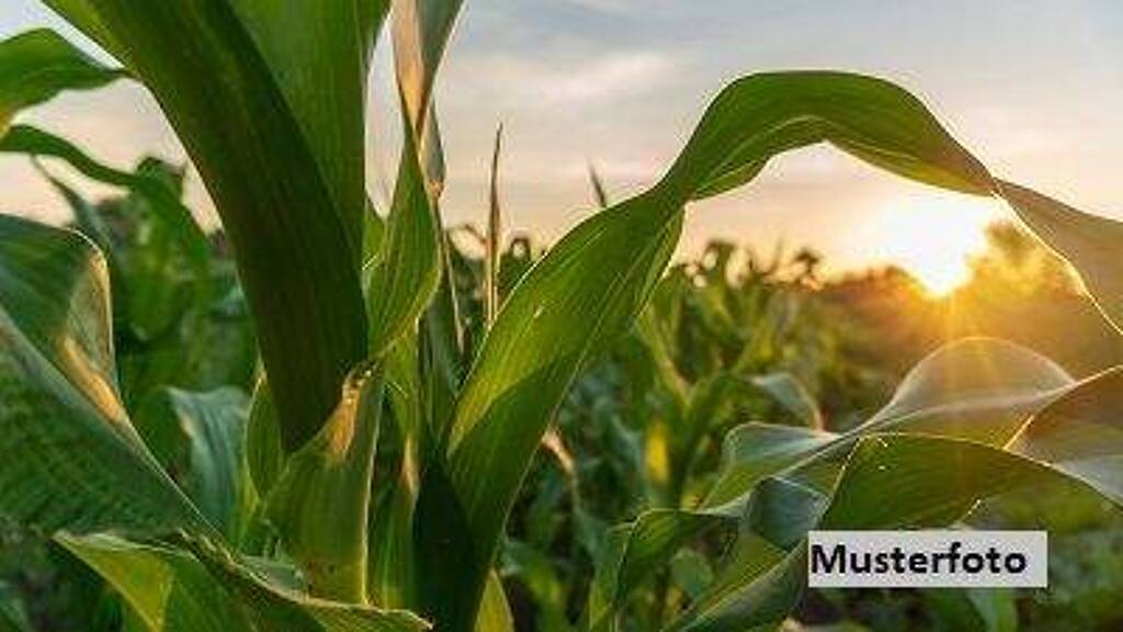 Land-/Forstwirtschaft zum Kauf 5.100 € 2.500 m² Grundstück Malsch 69254