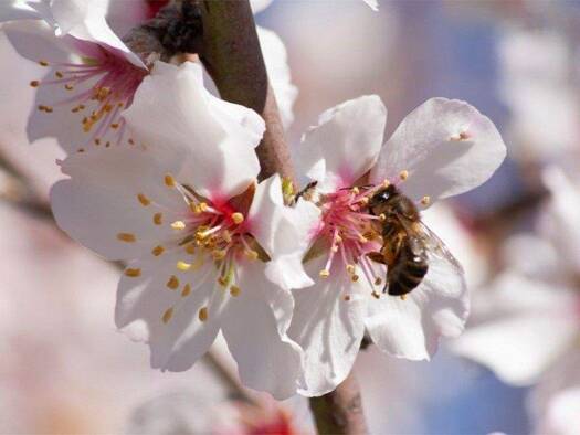 Grundstück zum Kauf 850.000 € 16.000 m² Grundstück Lloret de Vistalegre 07518