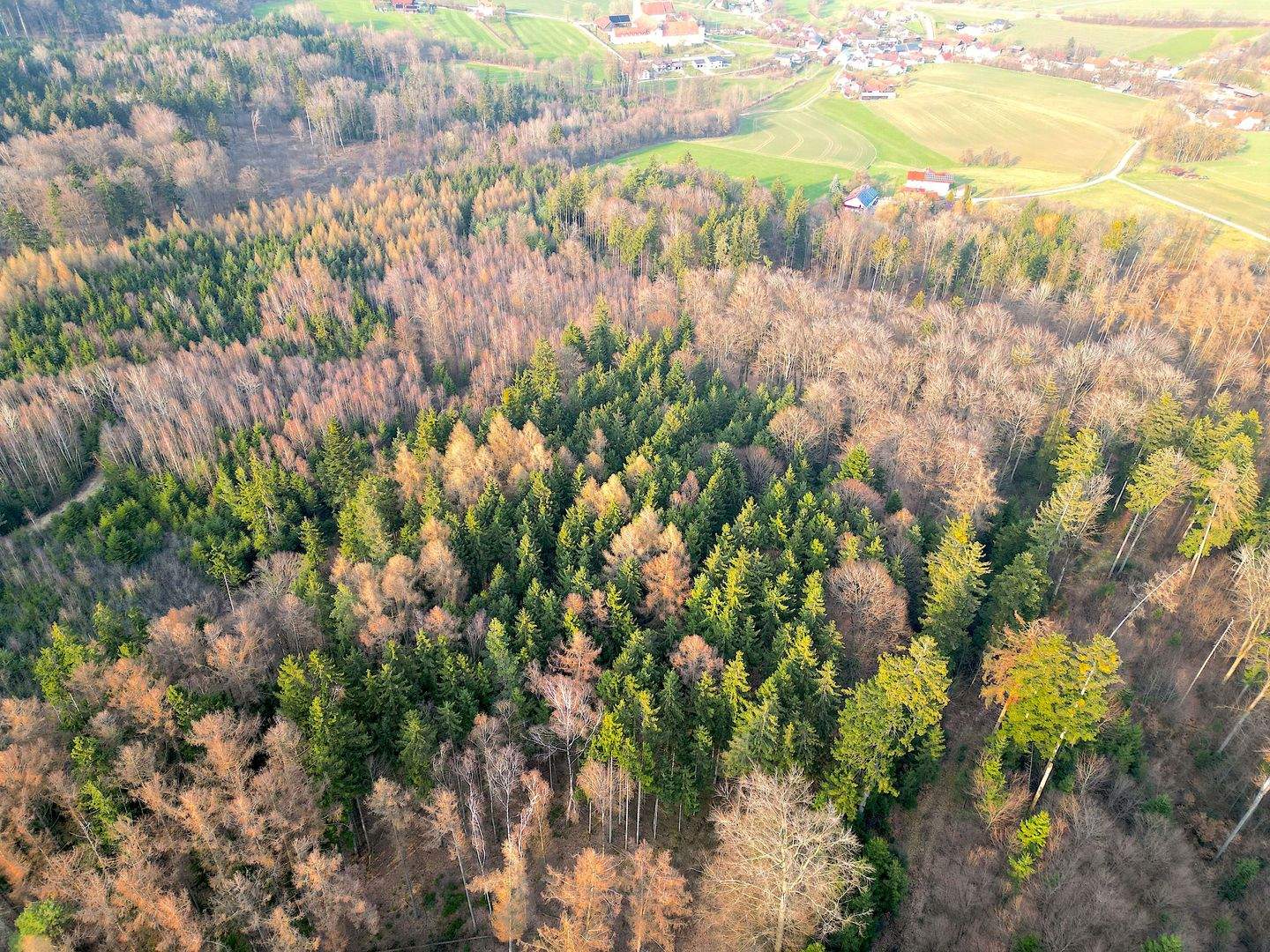 Forstwirtschaft zum Kauf - Ansicht 5