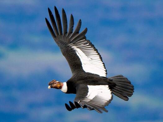 Villa zum Kauf - Erstbezug 541.000 € 5 Zimmer 281,4 m² 1.753 m² Grundstück La Guardia 0000