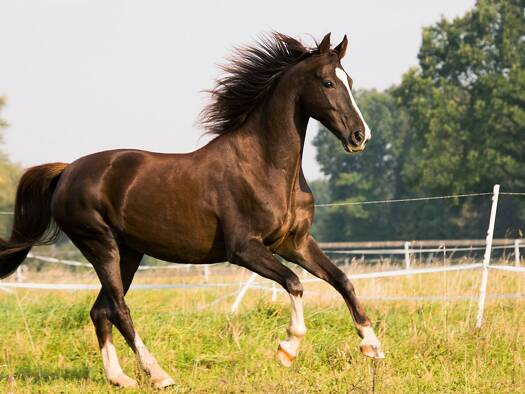 Bauernhaus zum Kauf provisionsfrei 1.750.000 € 6 Zimmer 185 m² 34.000 m² Grundstück Wulsdorf Bremerhaven 27572